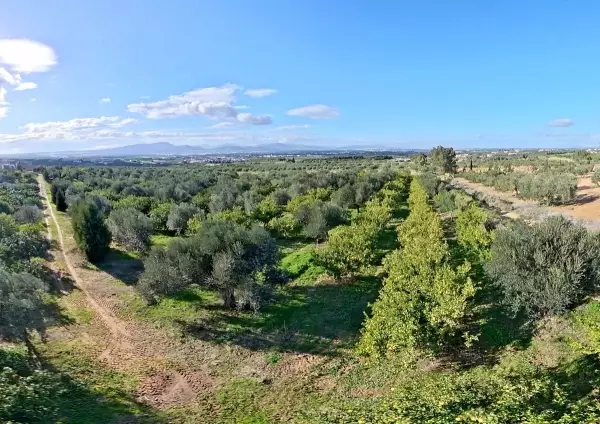 Terrain agricole à Hammamet
