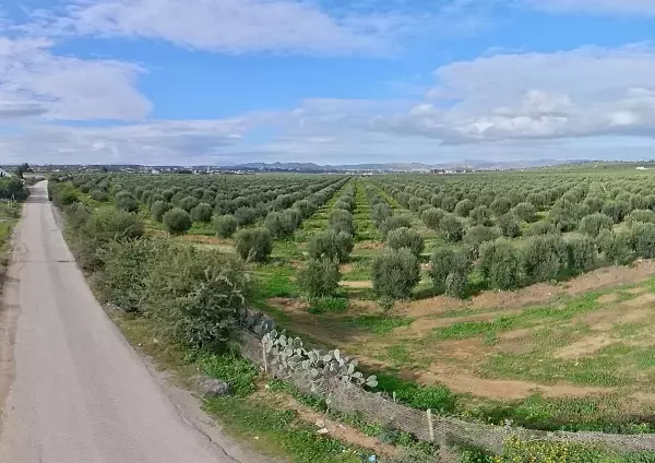 Terrain agricole à Hammamet